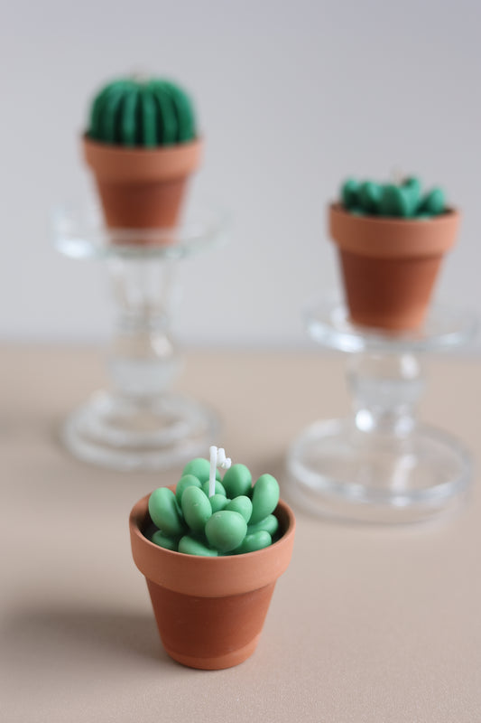 Cactus & Succulent Candle