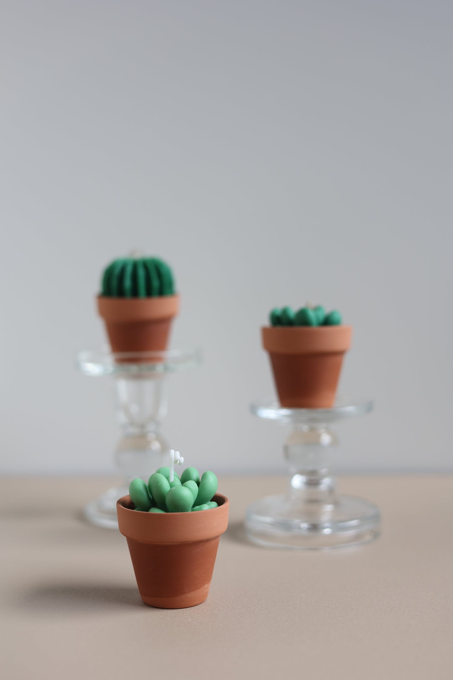 Cactus & Succulent Candle